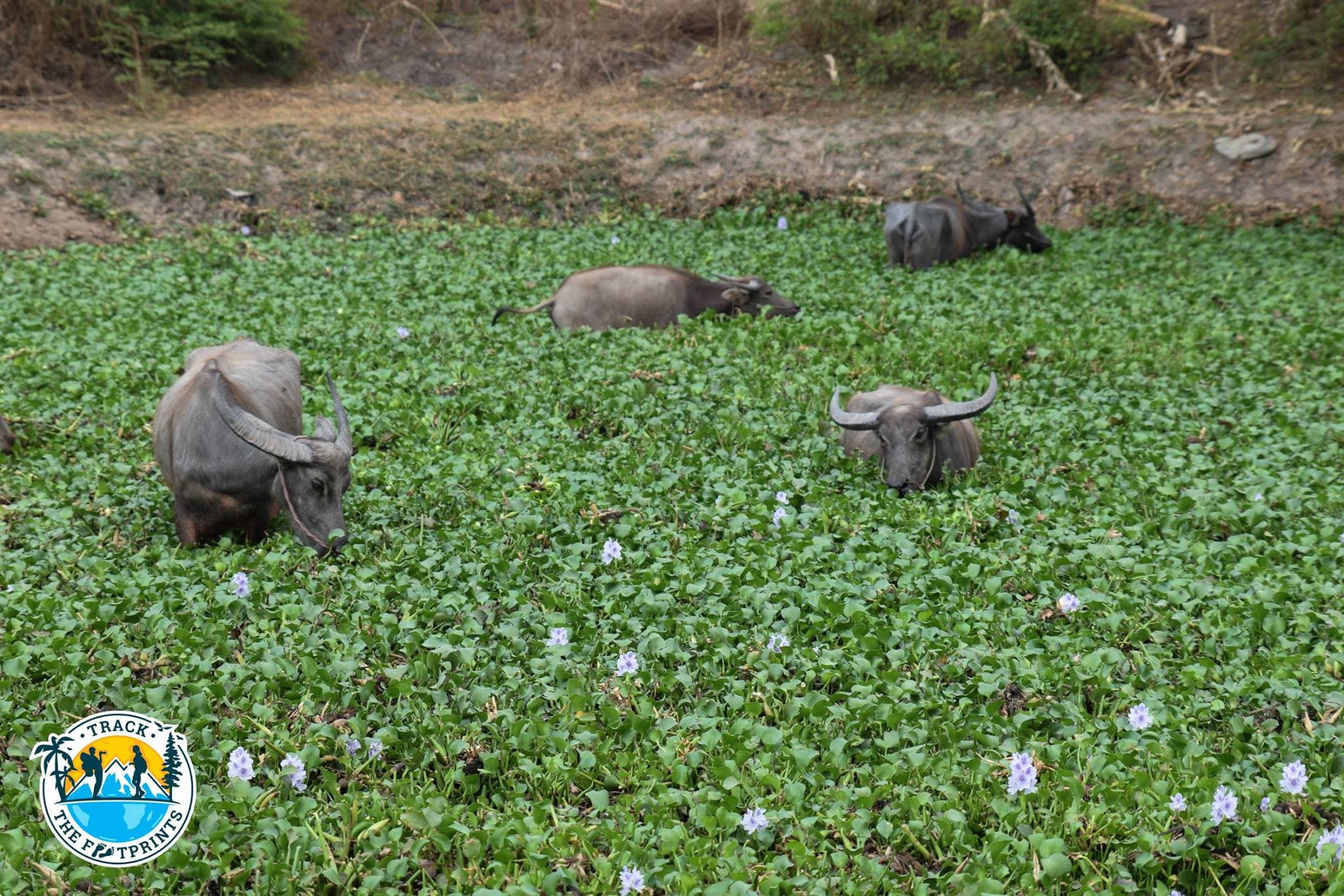 On our way back to Pyay city, we saw a farmer with big animal (WTF, we cannot remember the name of their species ...).