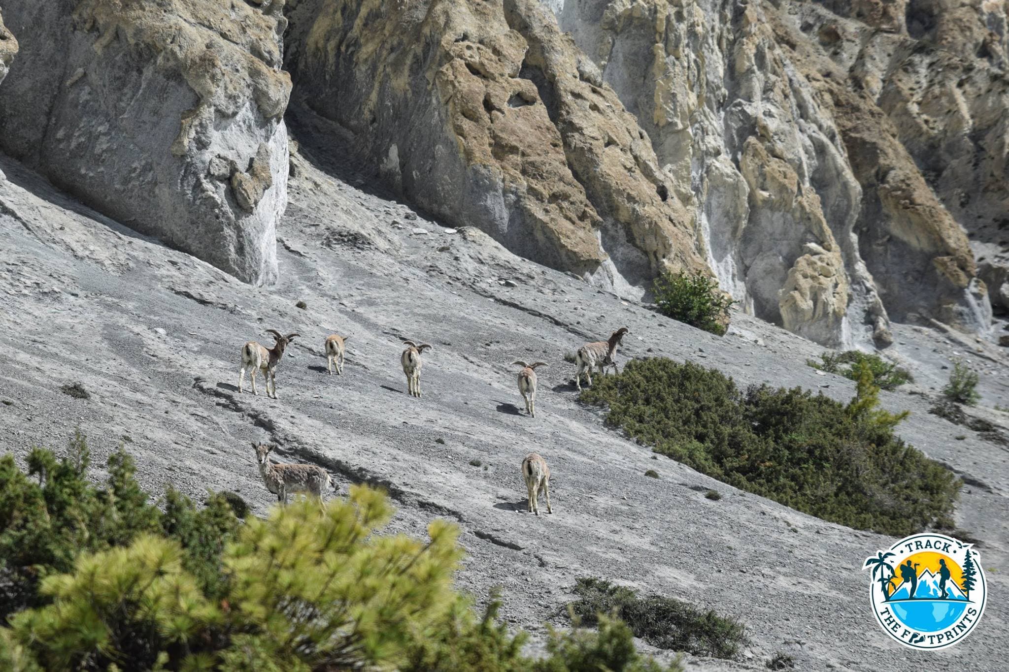 We saw blue sheeps! Not so blue but we called them like that ;-)