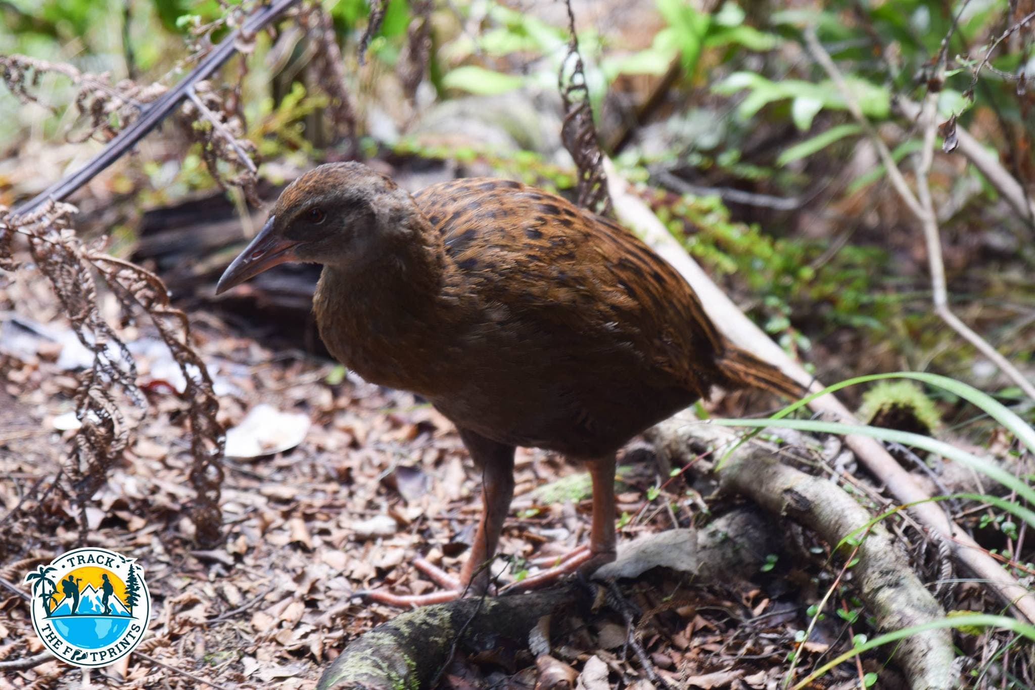 Fake Kiwi terrorising us during dinner