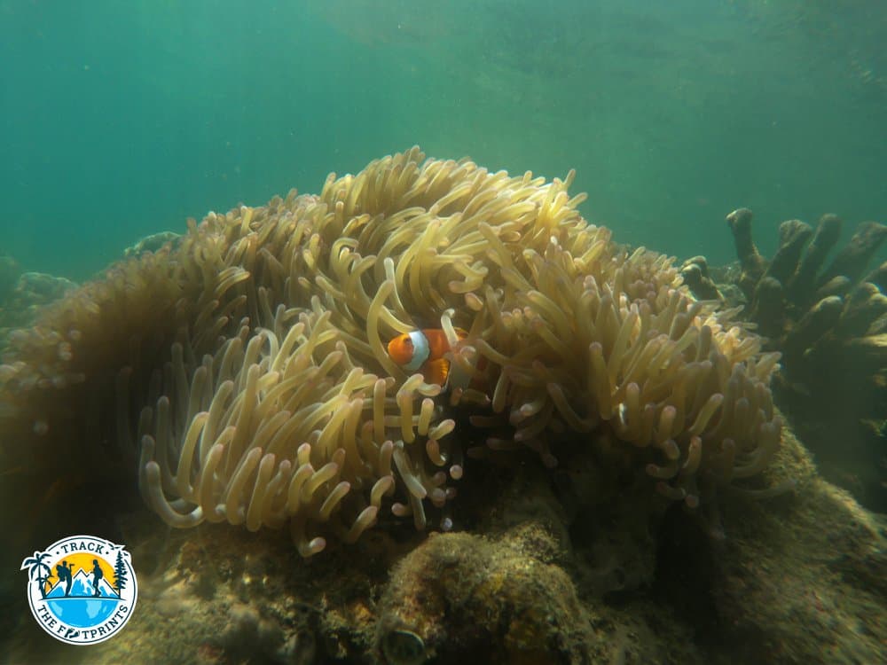 We found Nemo while snorkeling!