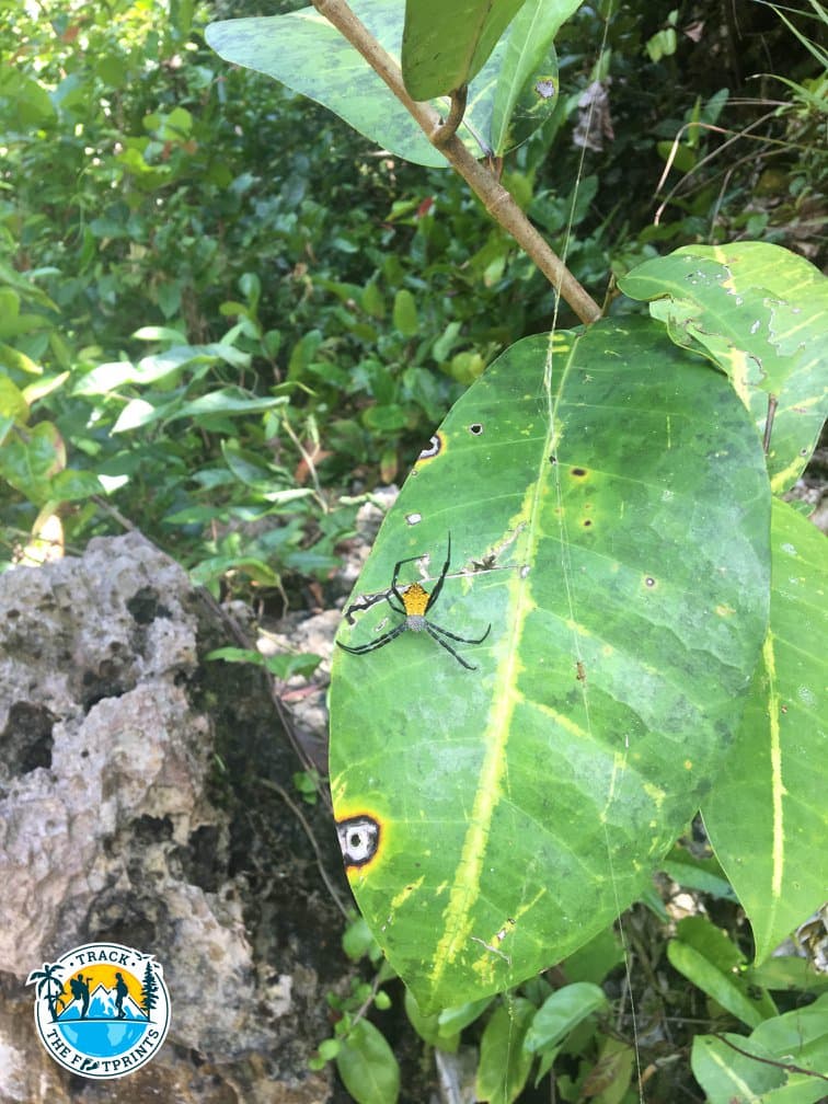We were welcomed by a nice (and maybe dangerous) spider before entering the jungle!