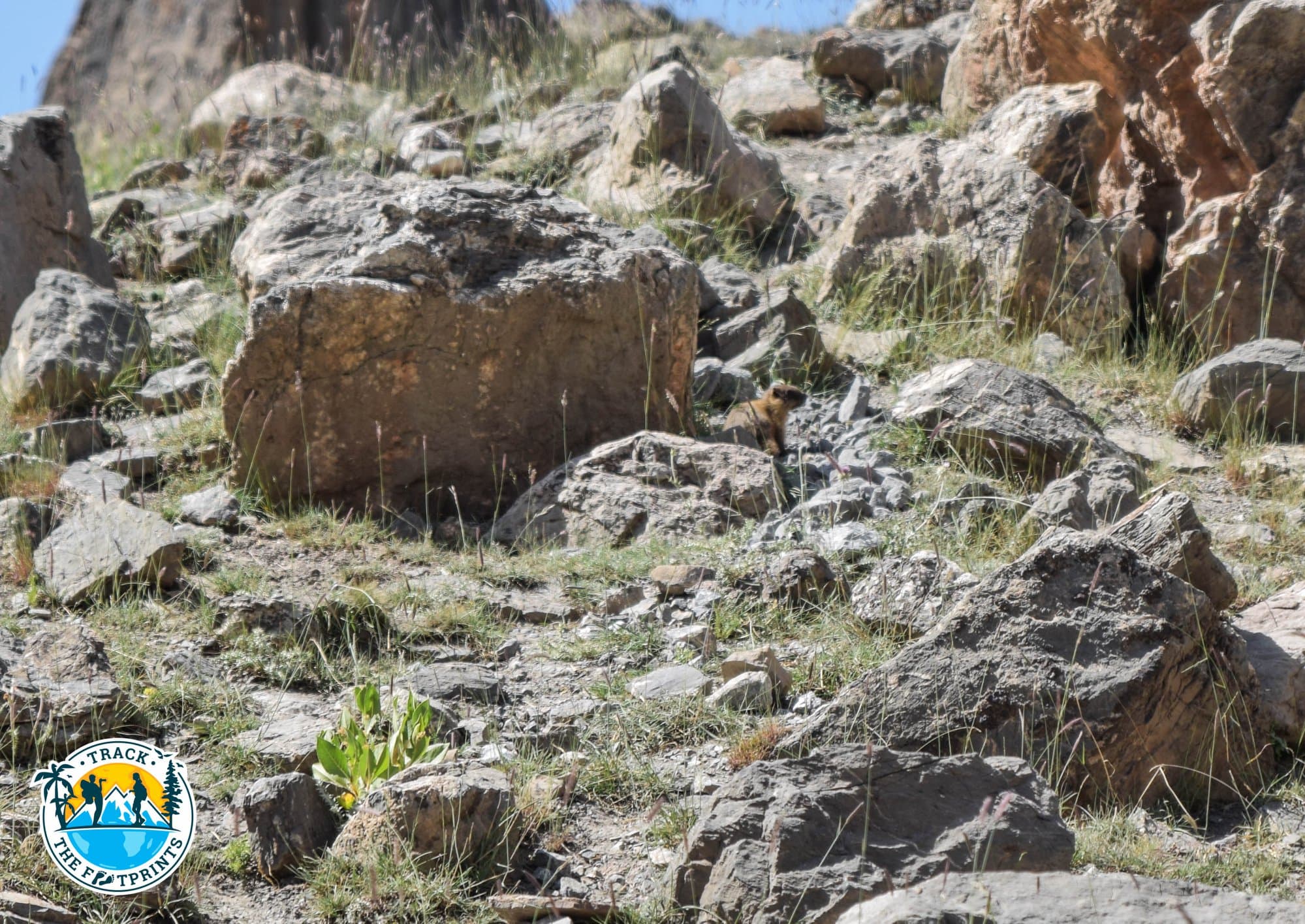 One Marmot spotted — Fann Mountains