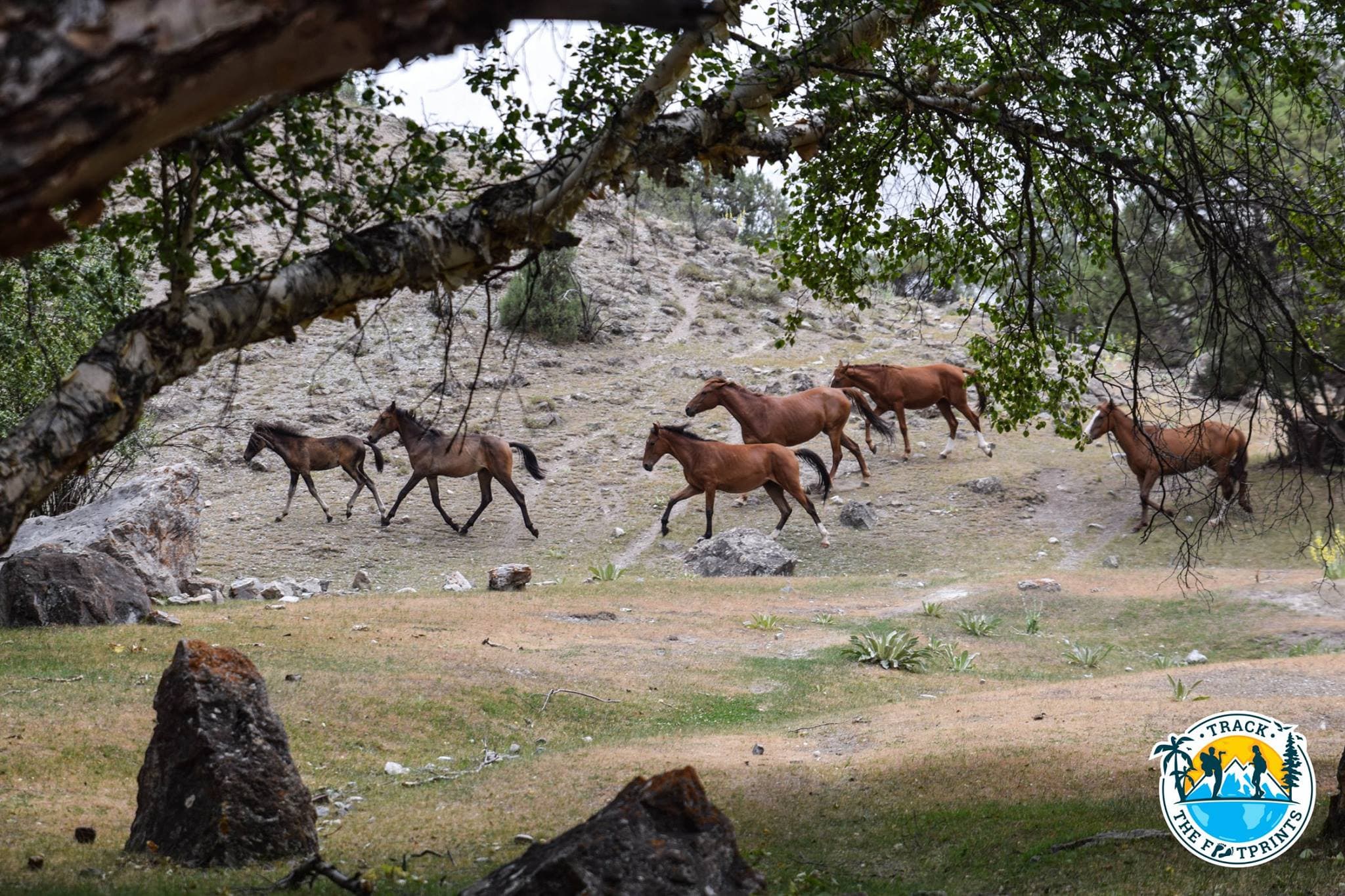Some horses! Wild ones maybe... Fann Mountains
