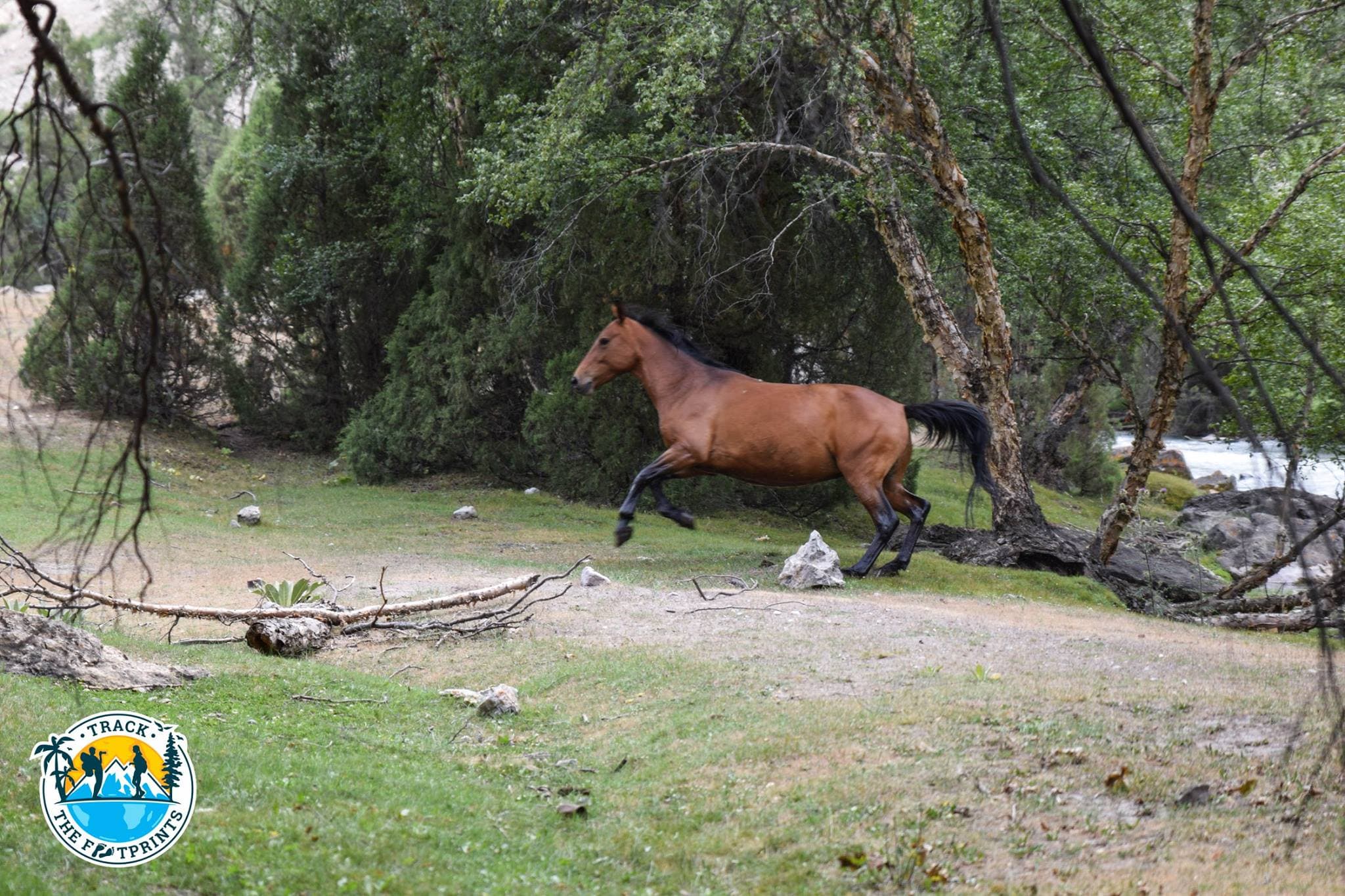 Some horses! Wild ones maybe... Fann Mountains