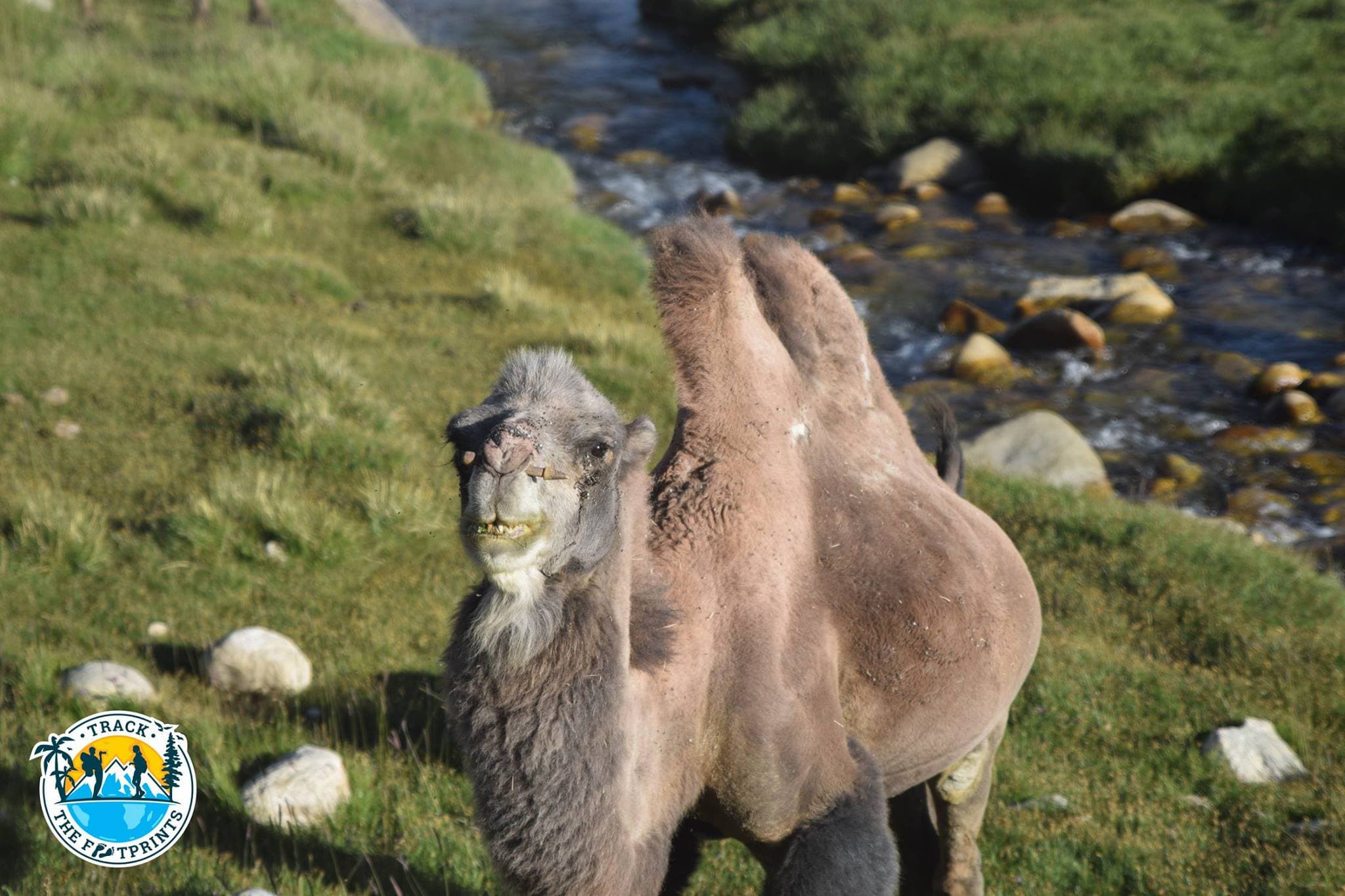 Camel, Pamir Highway