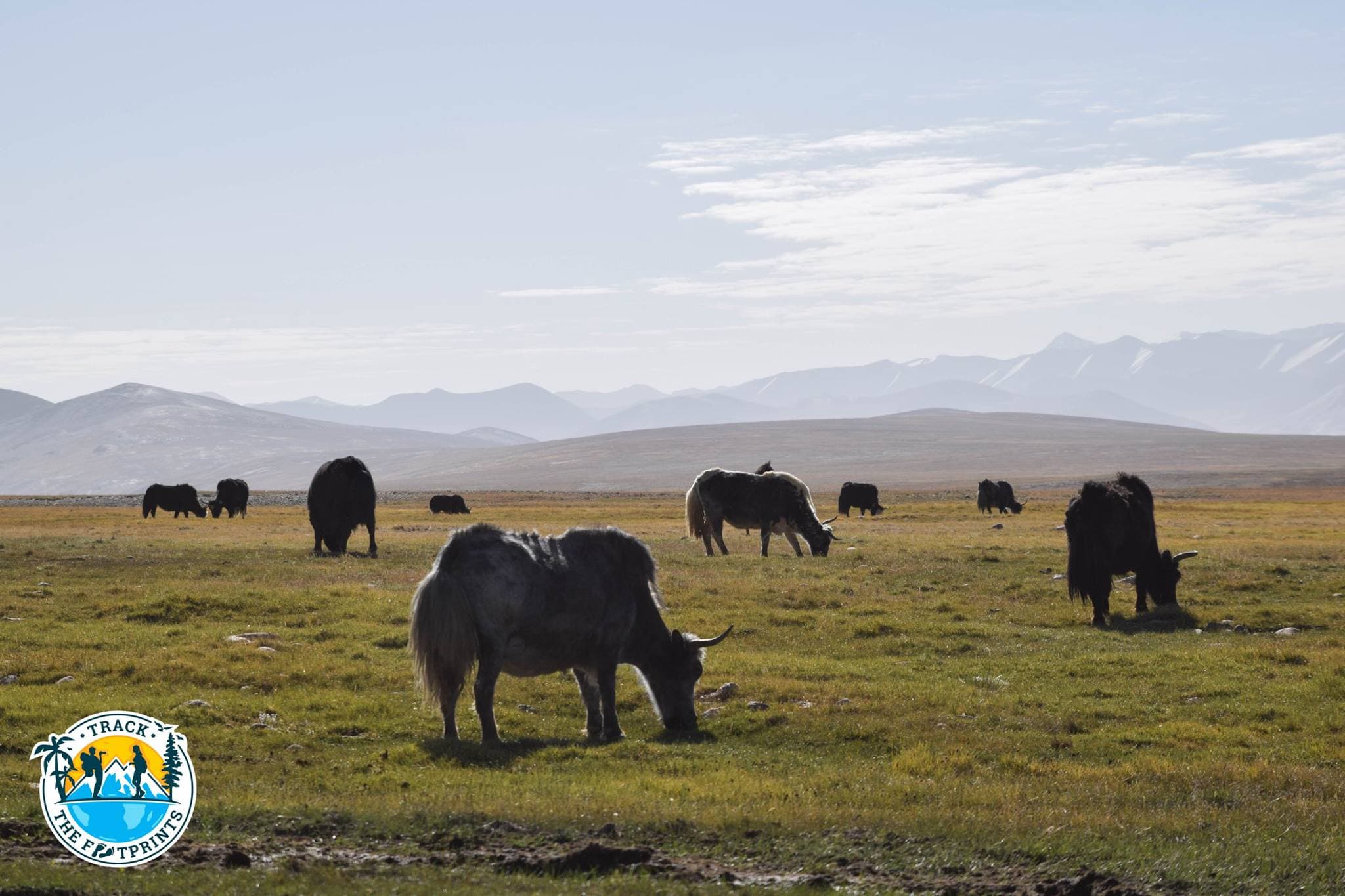 Yaks, Pamir Highway