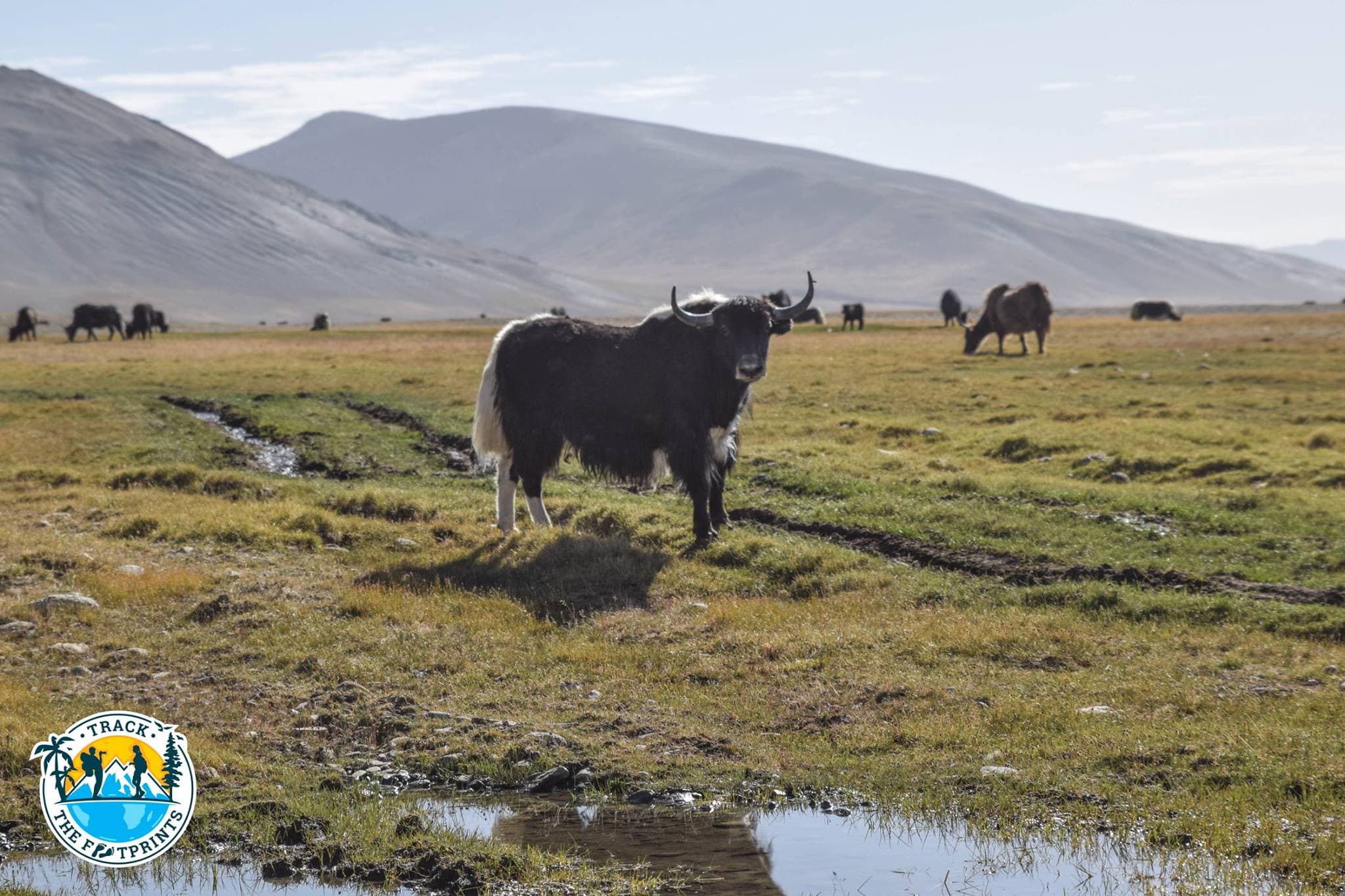 Yaks, Pamir Highway