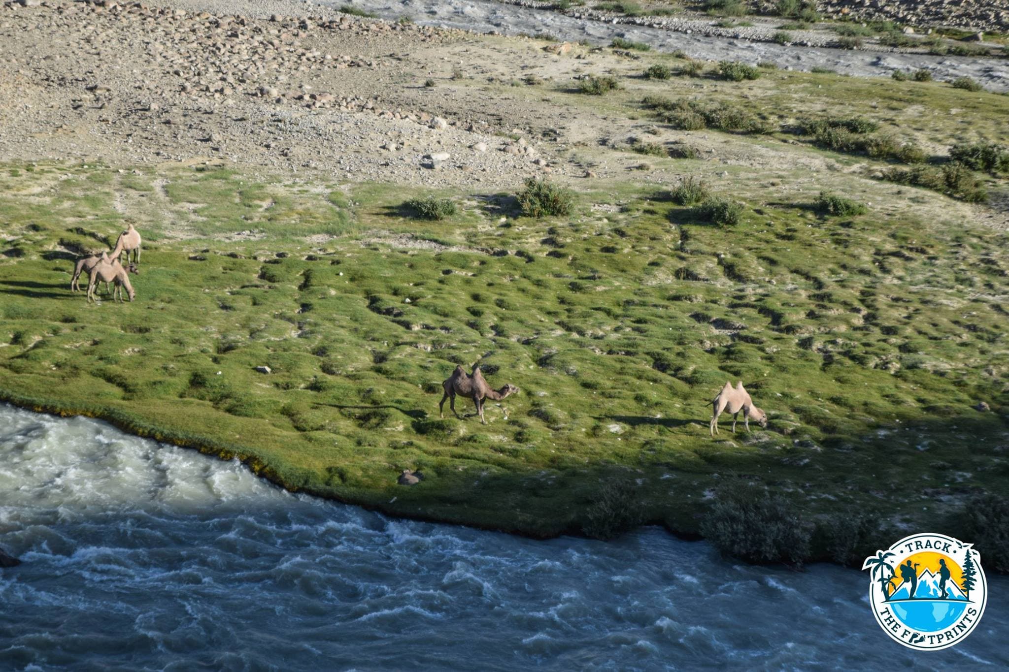 Camels! This time, not like in Iran, with 2 humps — Pamir Highway