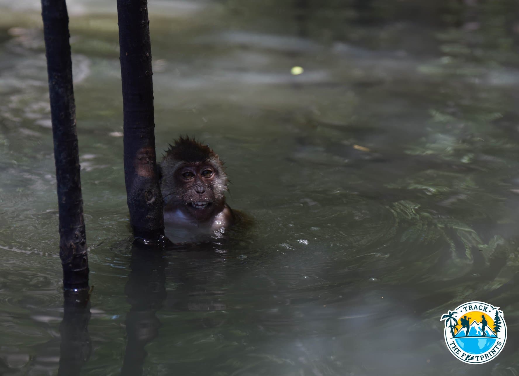 Mangrove / Monkey photoshoot