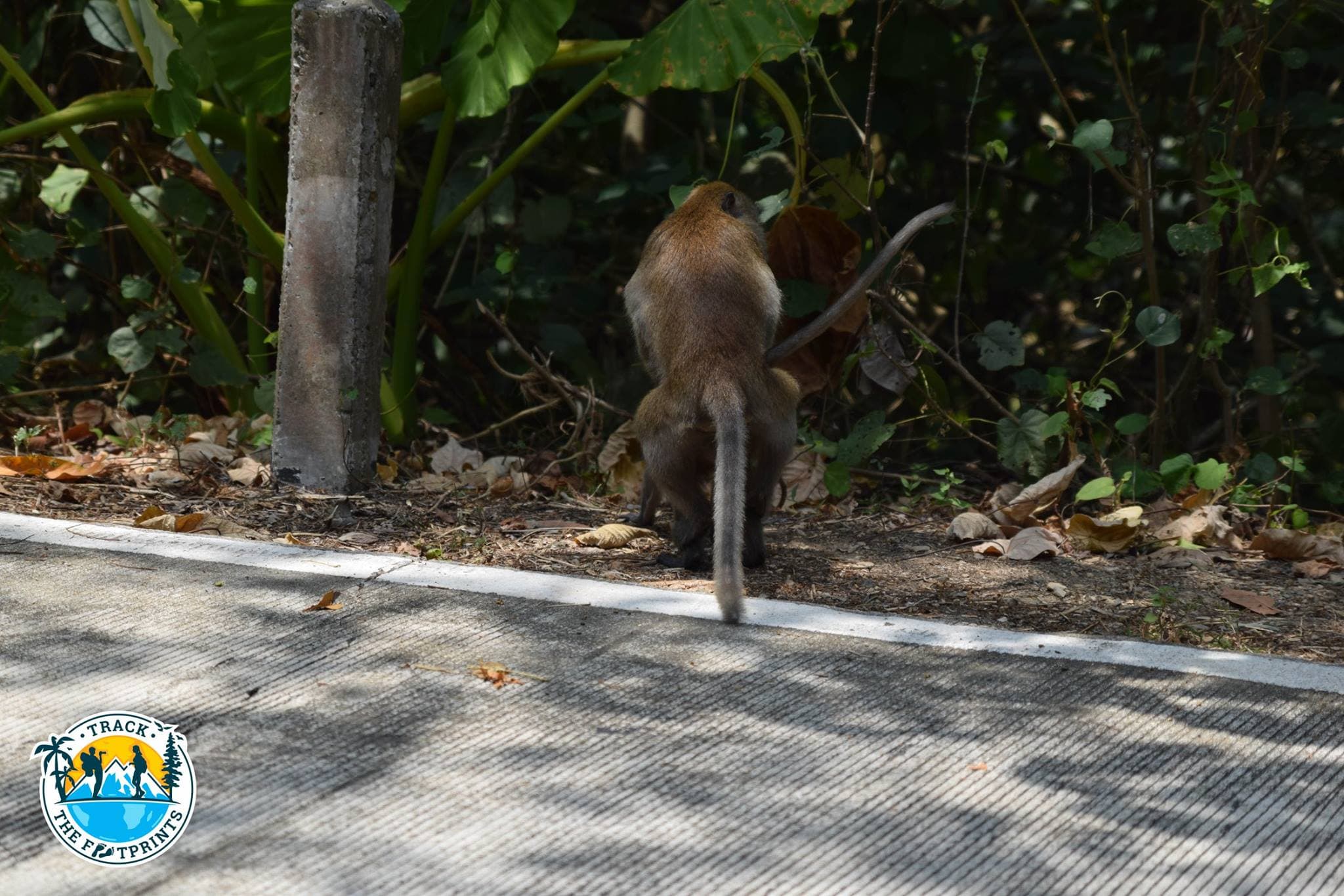 That is how the monkey babies are made