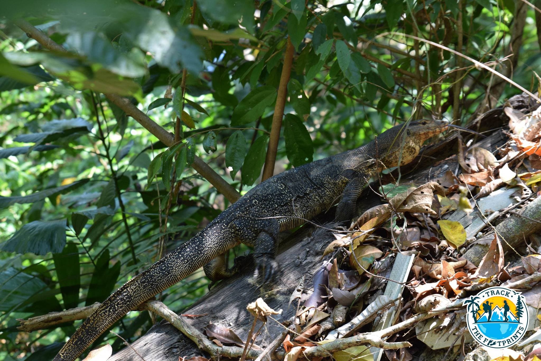The little 1 metre long lizard