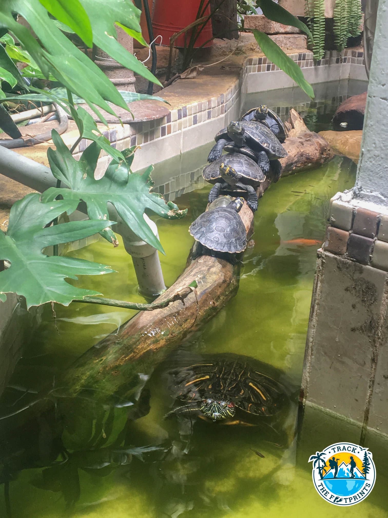 El Aljibe Comida Típica