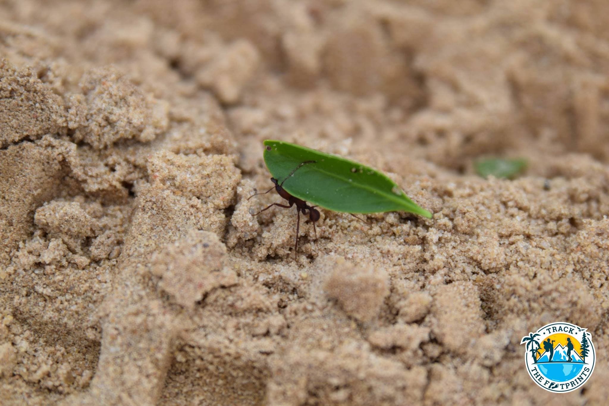 Parque regional Lomas de Arena