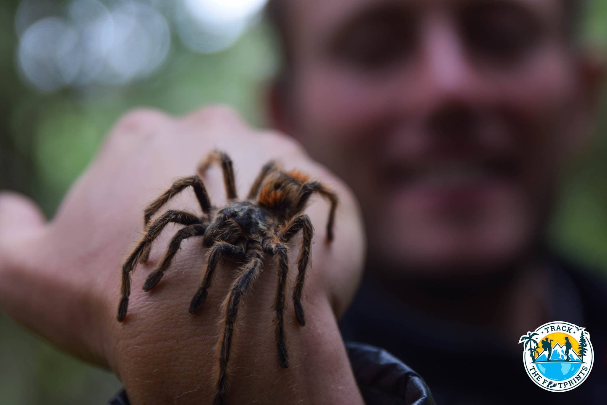 Our new friend the spider! Bandido Neira