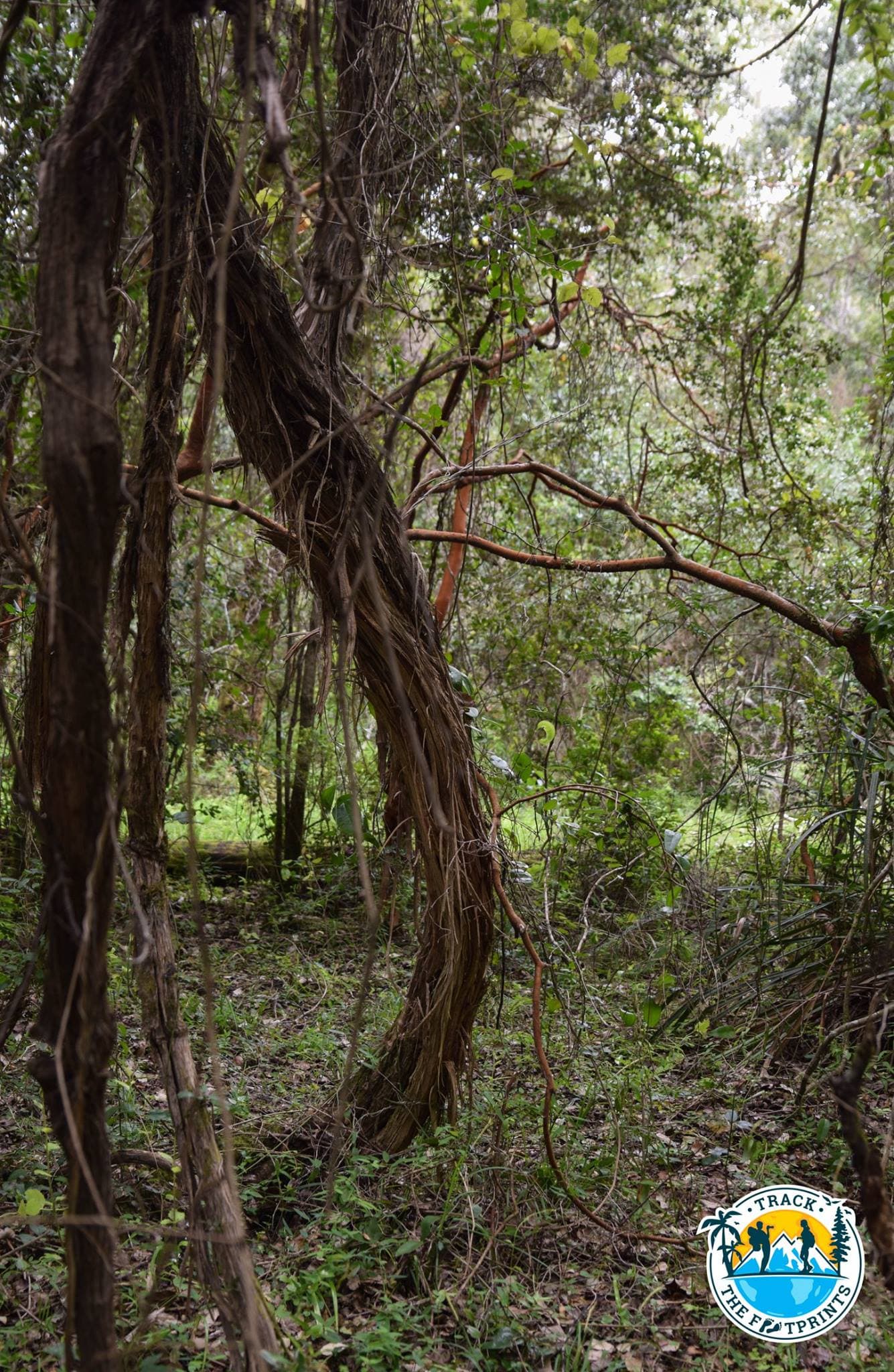 400 years old liane, Bandido Neira