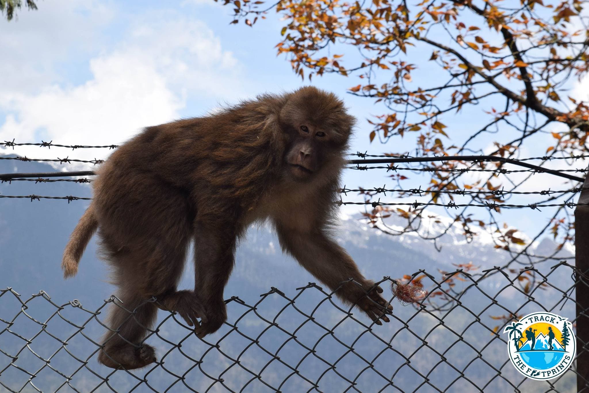 The first time we saw so fluffy monkeys. Apparently they know how to adapt to the cold weather. Tawang Monastery