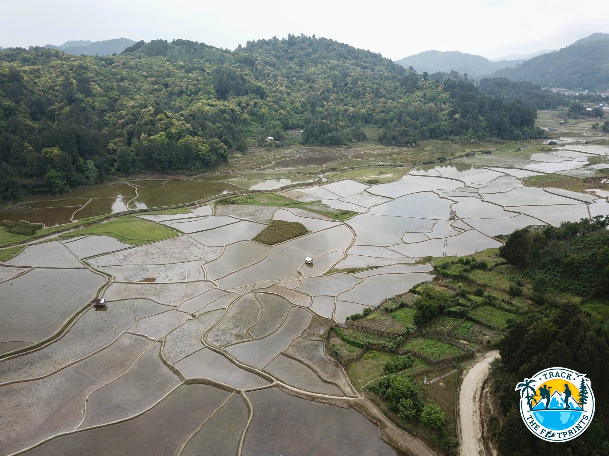 Rice field in Ziro Valley