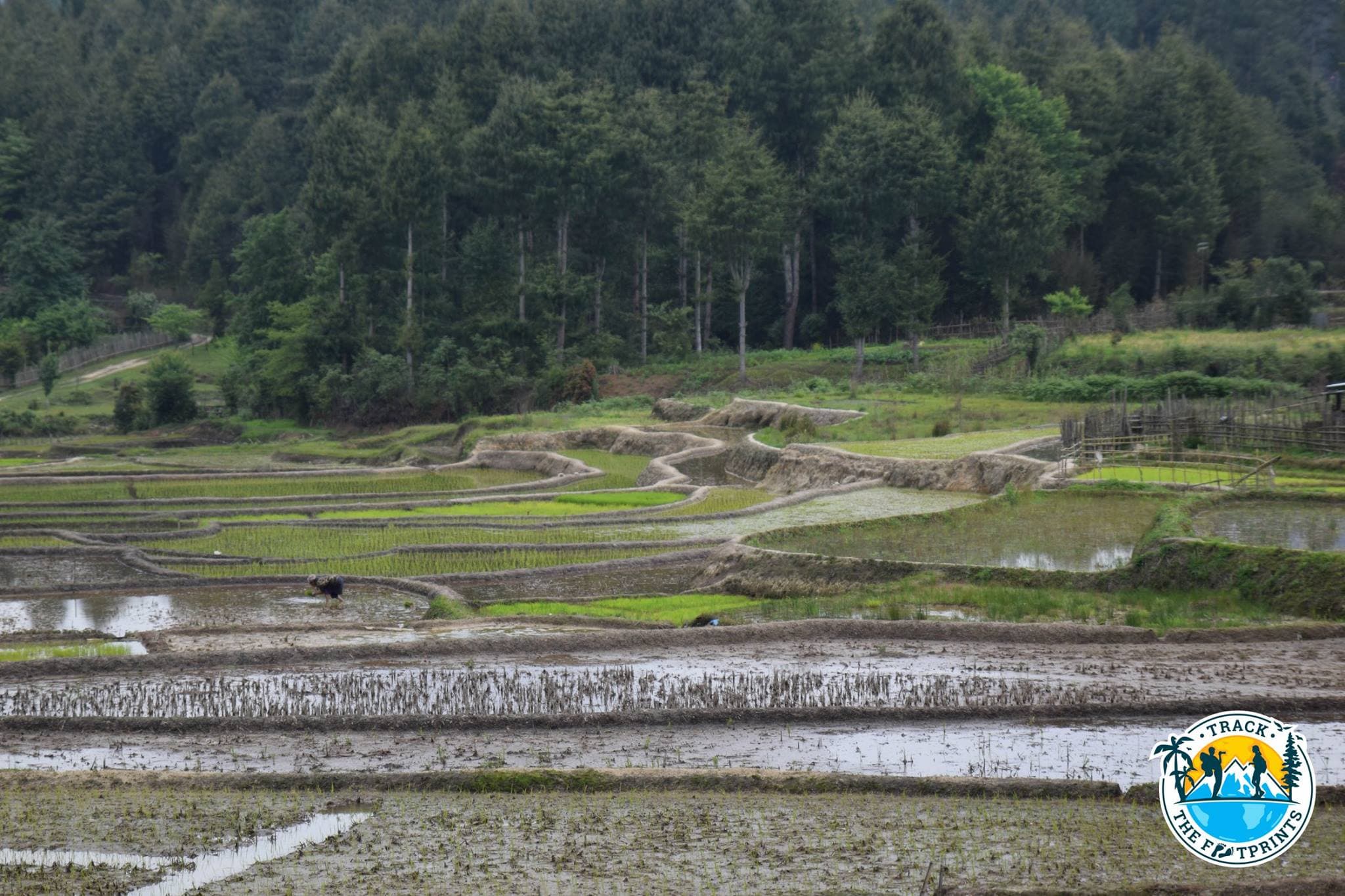 Rice field in Ziro Valley