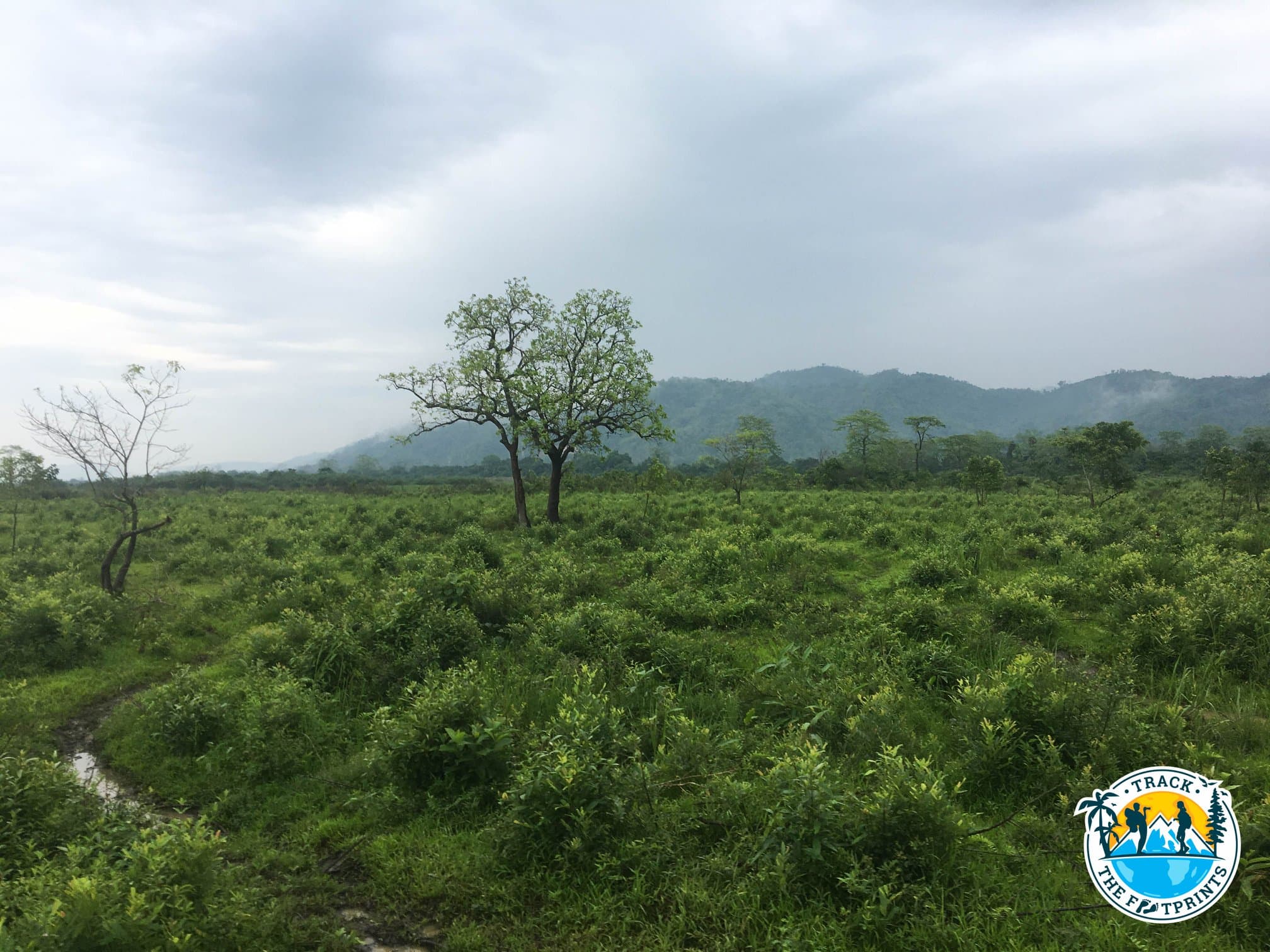 Kaziranga National Park