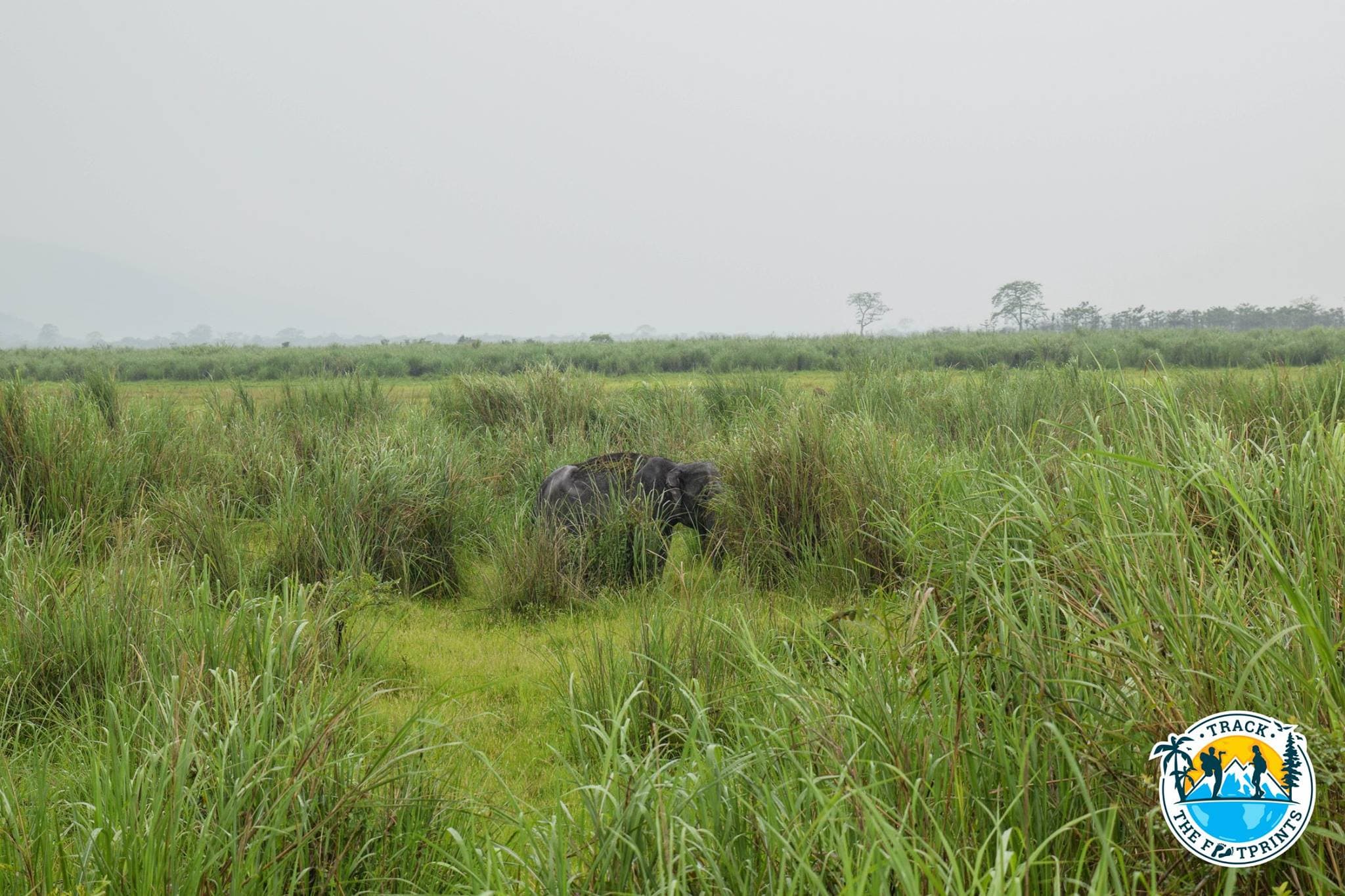 Kaziranga National Park