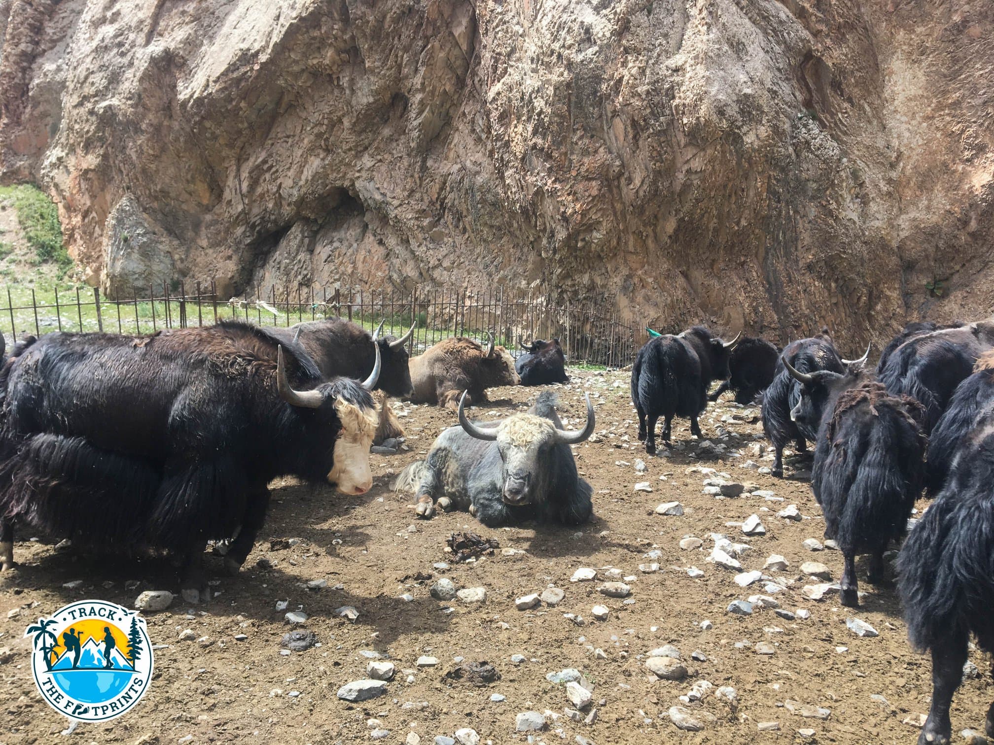 Big Yaks — Heights of Alay Valley trek