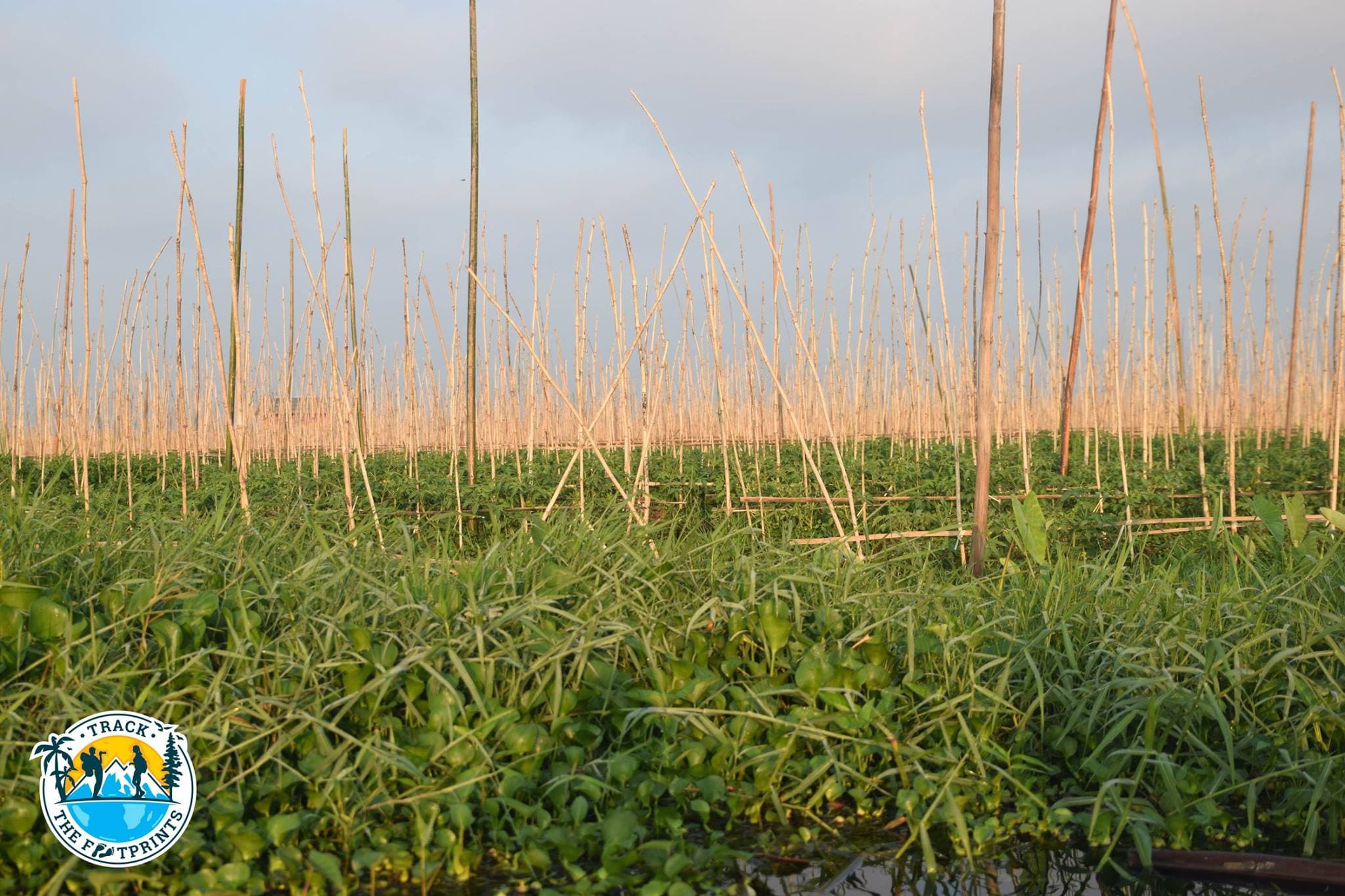 Floating gardens on the Inle Lake (mostly tomatoes)