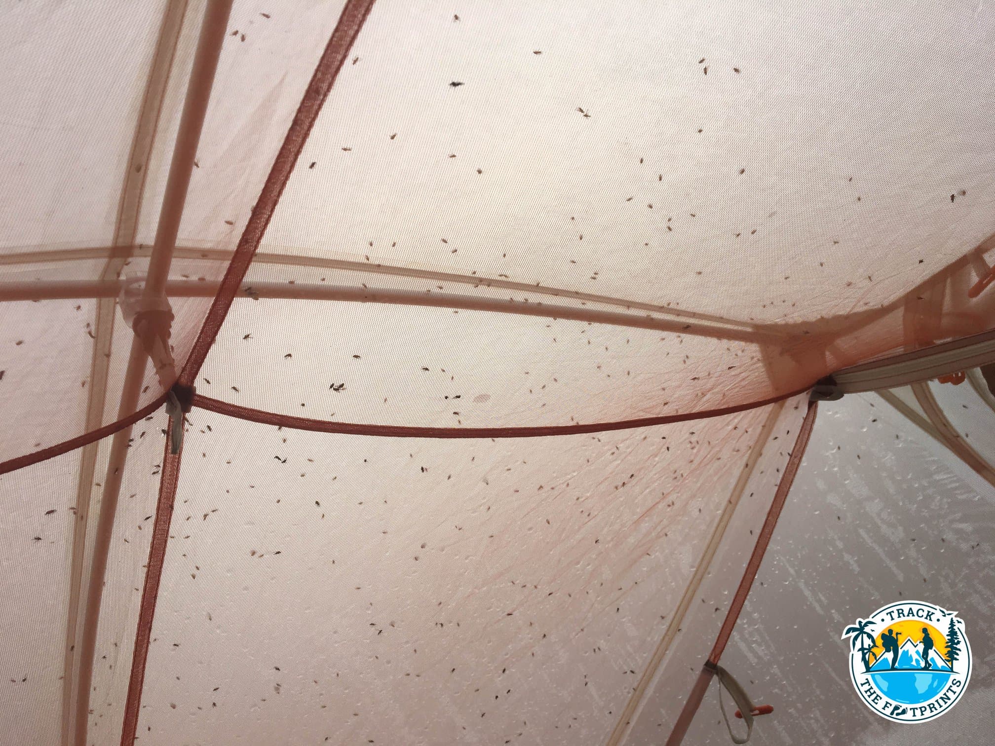 Sandflies — notre Ennemi Public No. 1 !