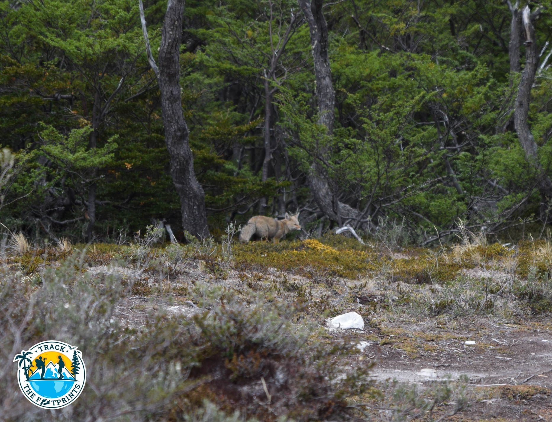 We spotted a fox! Laguna Esmeralda, Ushuaia