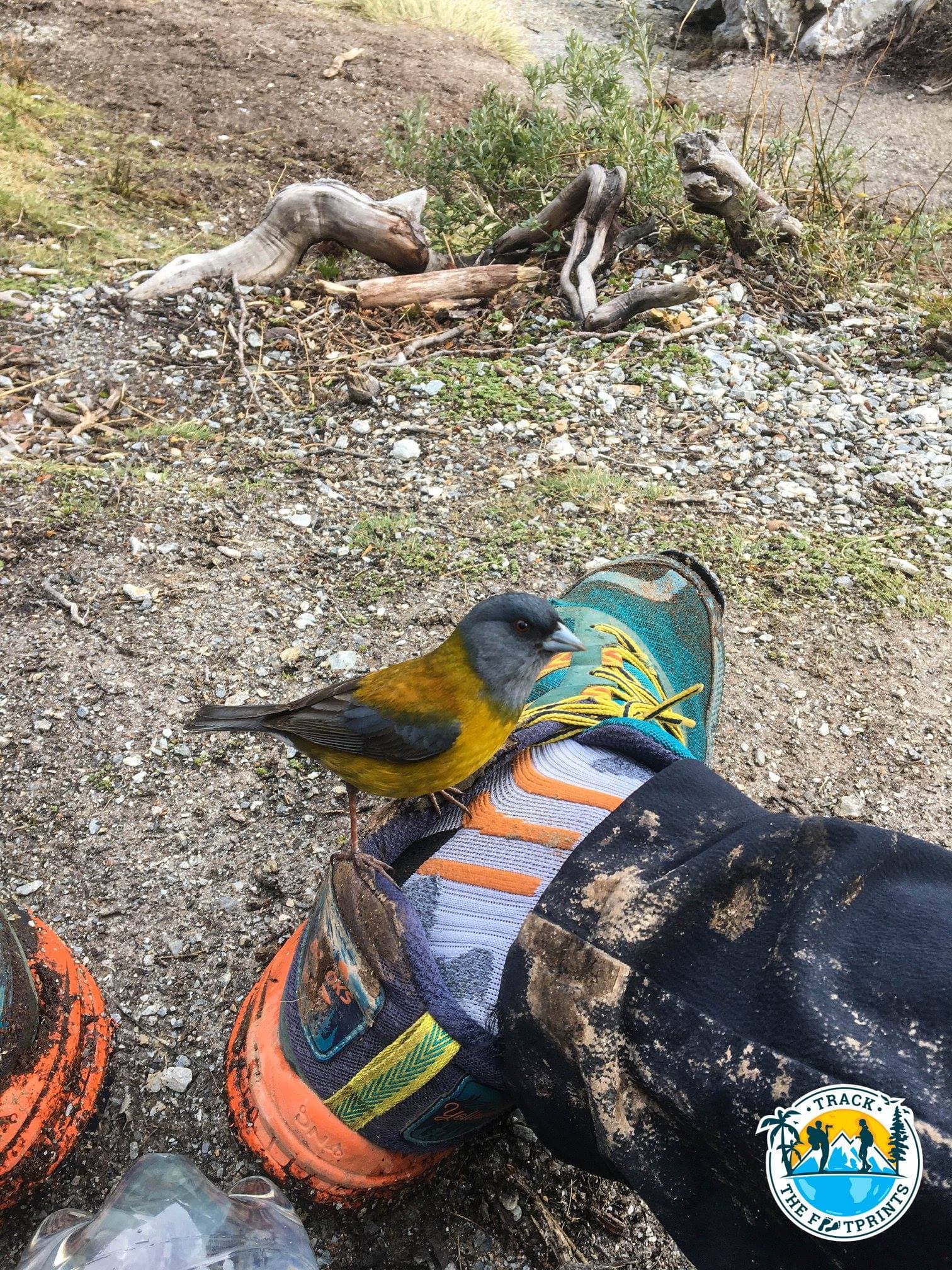 Not shy either... Laguna Esmeralda, Ushuaia
