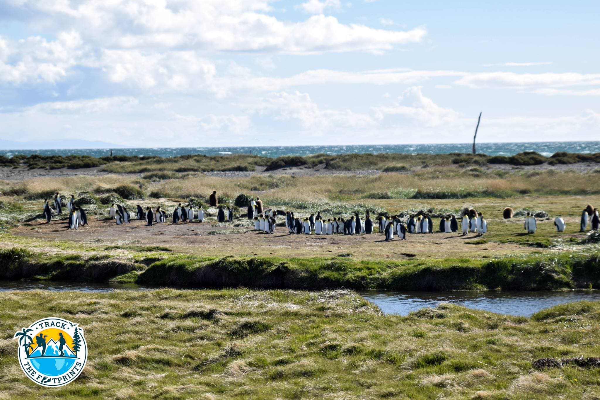 Parque Pingüino Rey